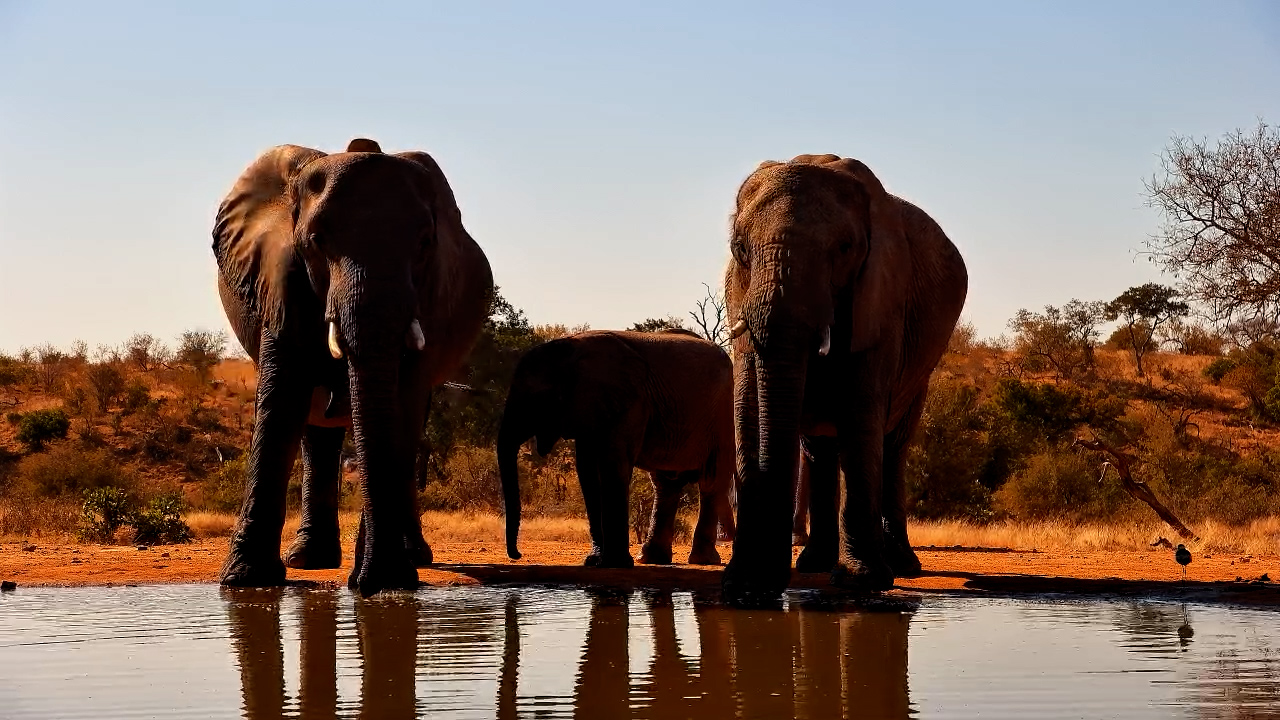 Pregnant Elephant Leads Herd to Kings Camp Waterhole