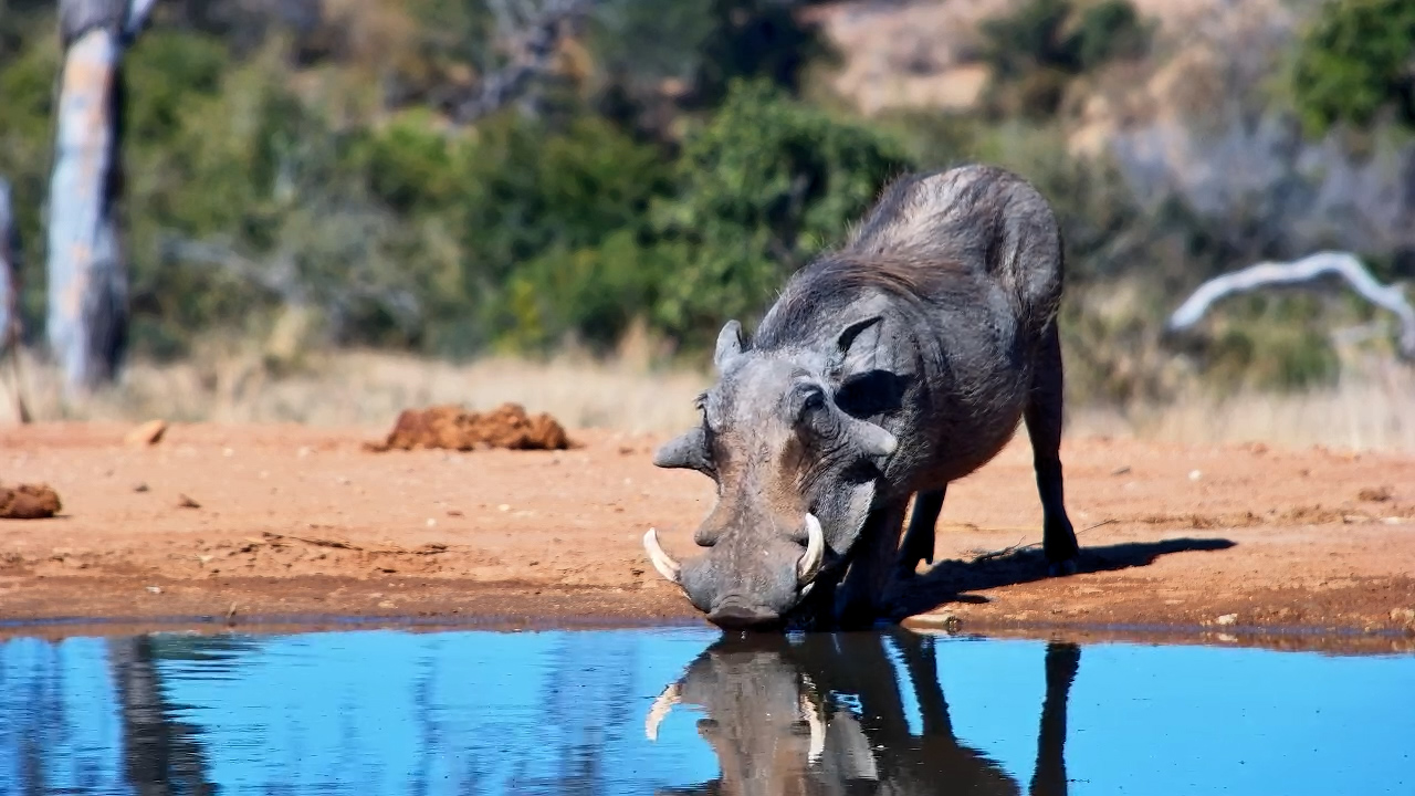 Warthog with Giant Warts Drinks at Kings Camp