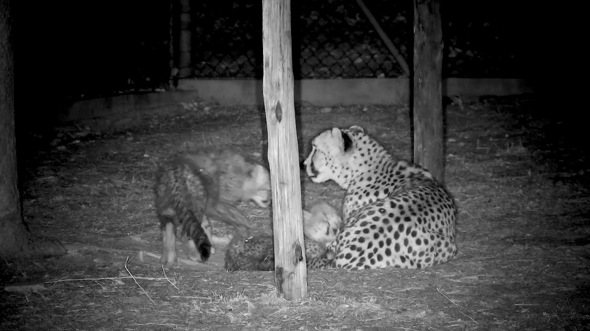 Tammy and Her Cheetah Cubs Play After Dark