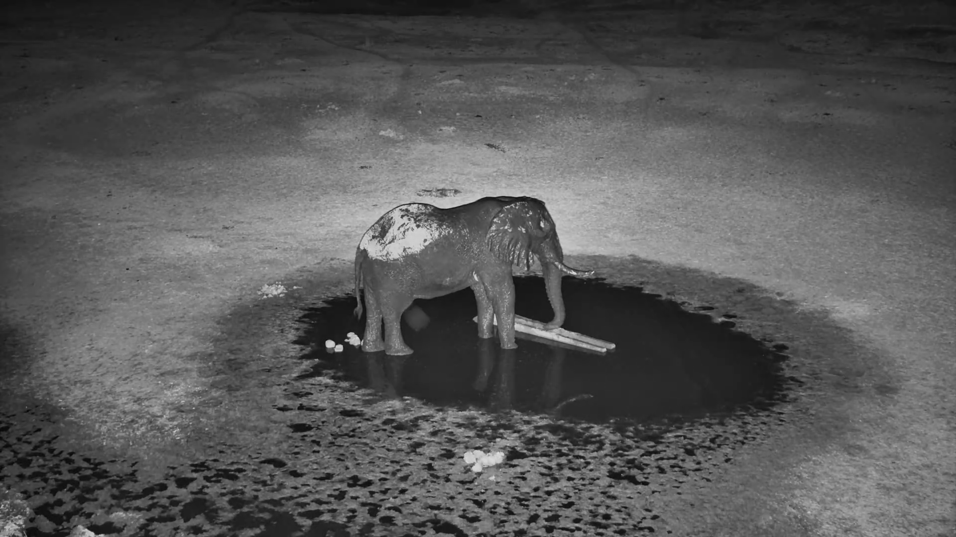 Elephant Investigates Water Pipe at Moela