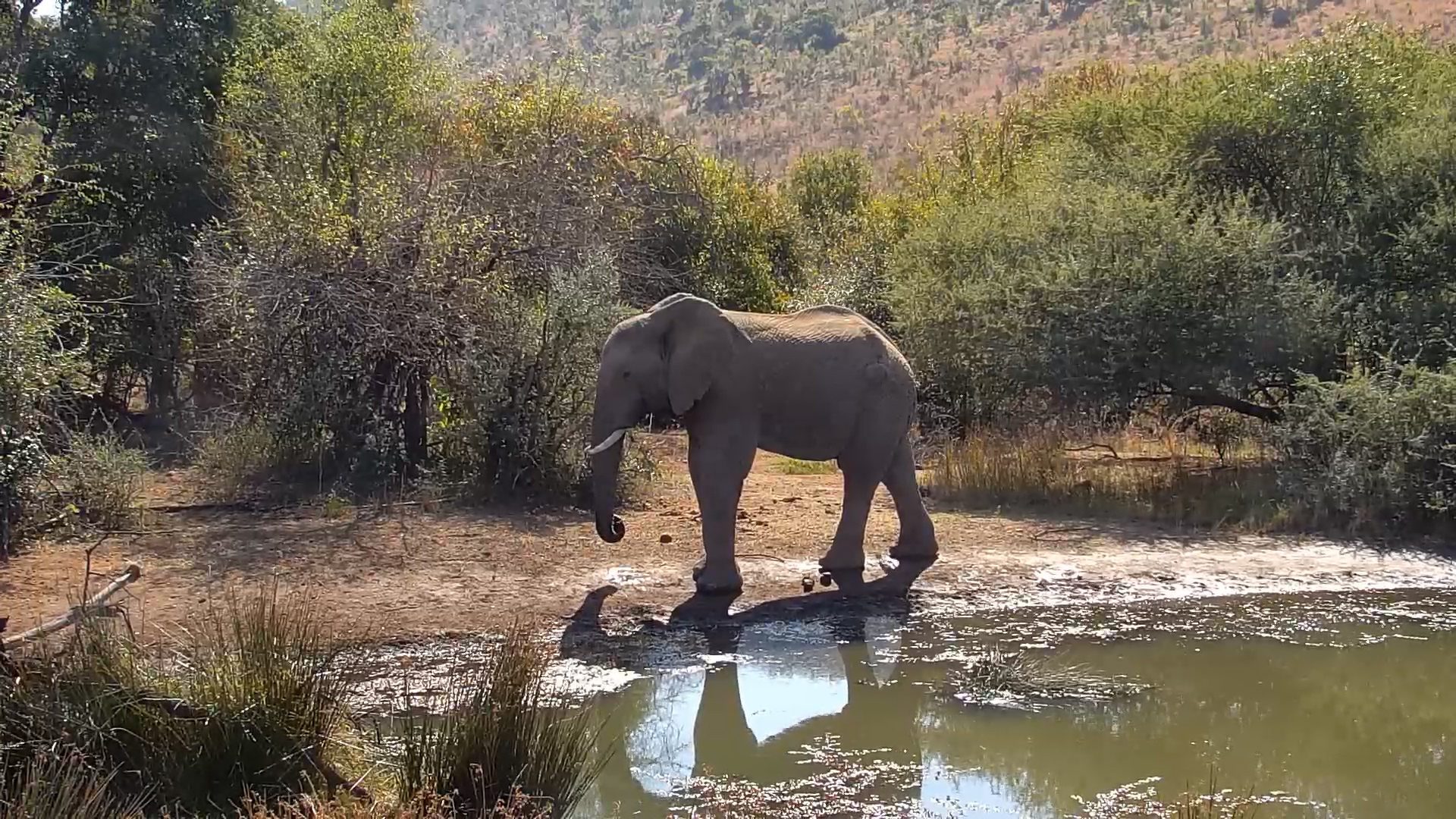 Elephant Drinks at Kwa Maritane Waterhole