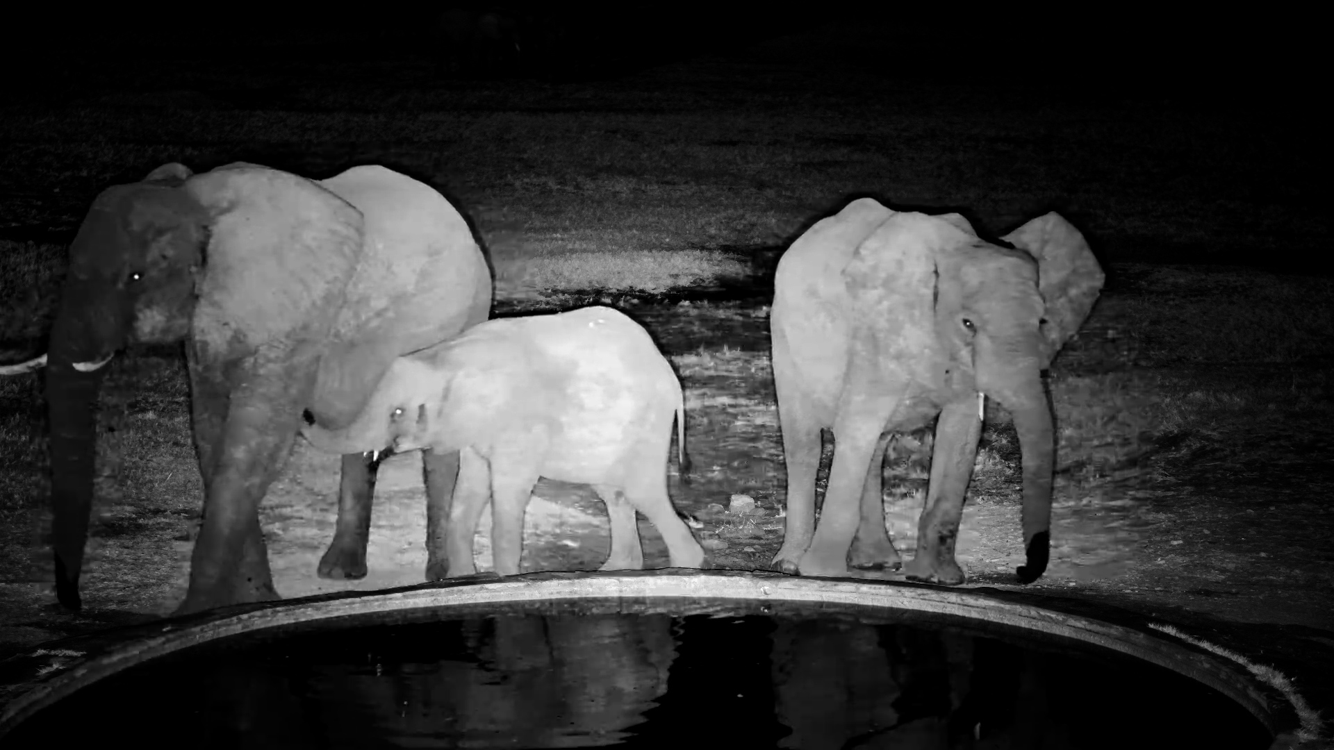 Elephant Calf Nurses at Hwange Safari Lodge