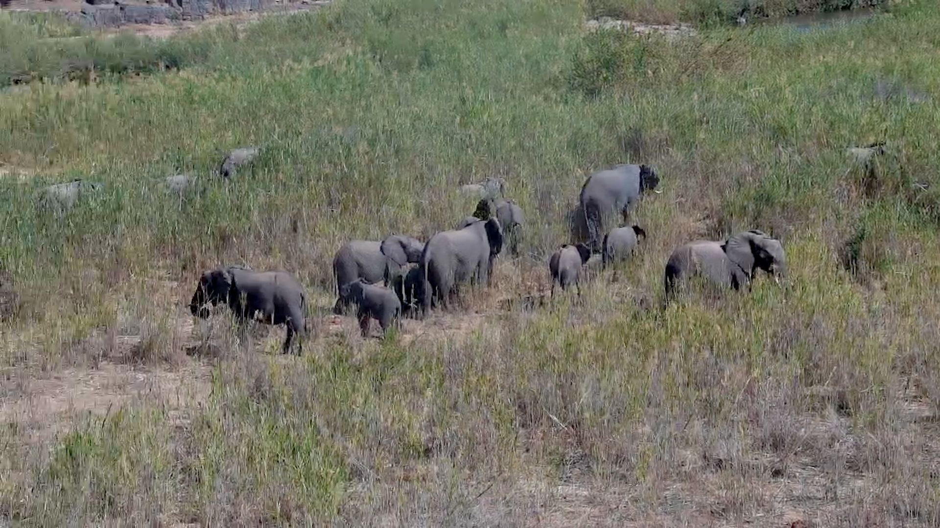Elephant Herd Grazes Peacefully in the Riverbed