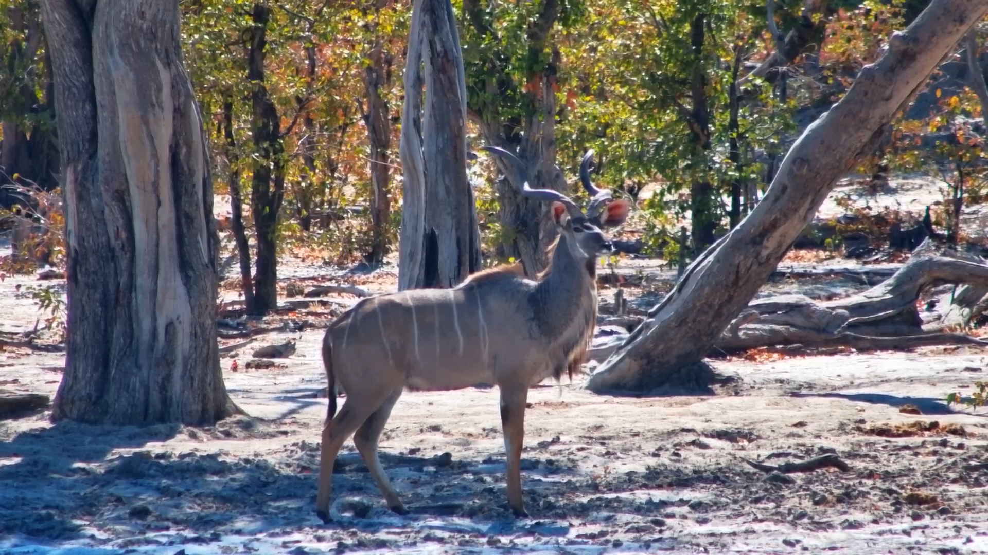 Majestic Kudu Bulls Gather at Elephant Pan