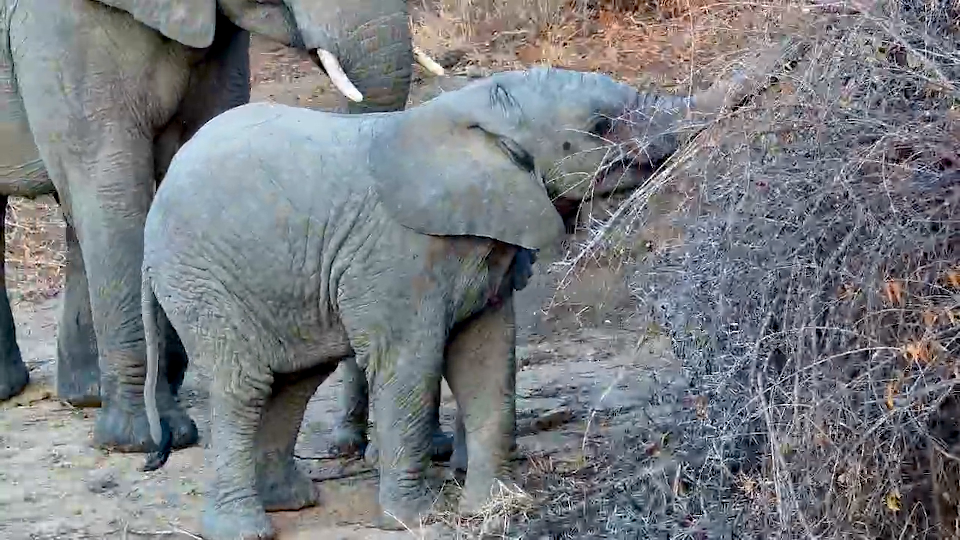 Elephant Family Drinks at Jabulani Waterhole