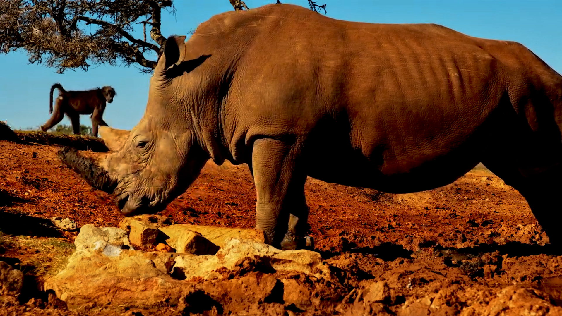 Up Close with a Rhino Drinking at Founders Lodge