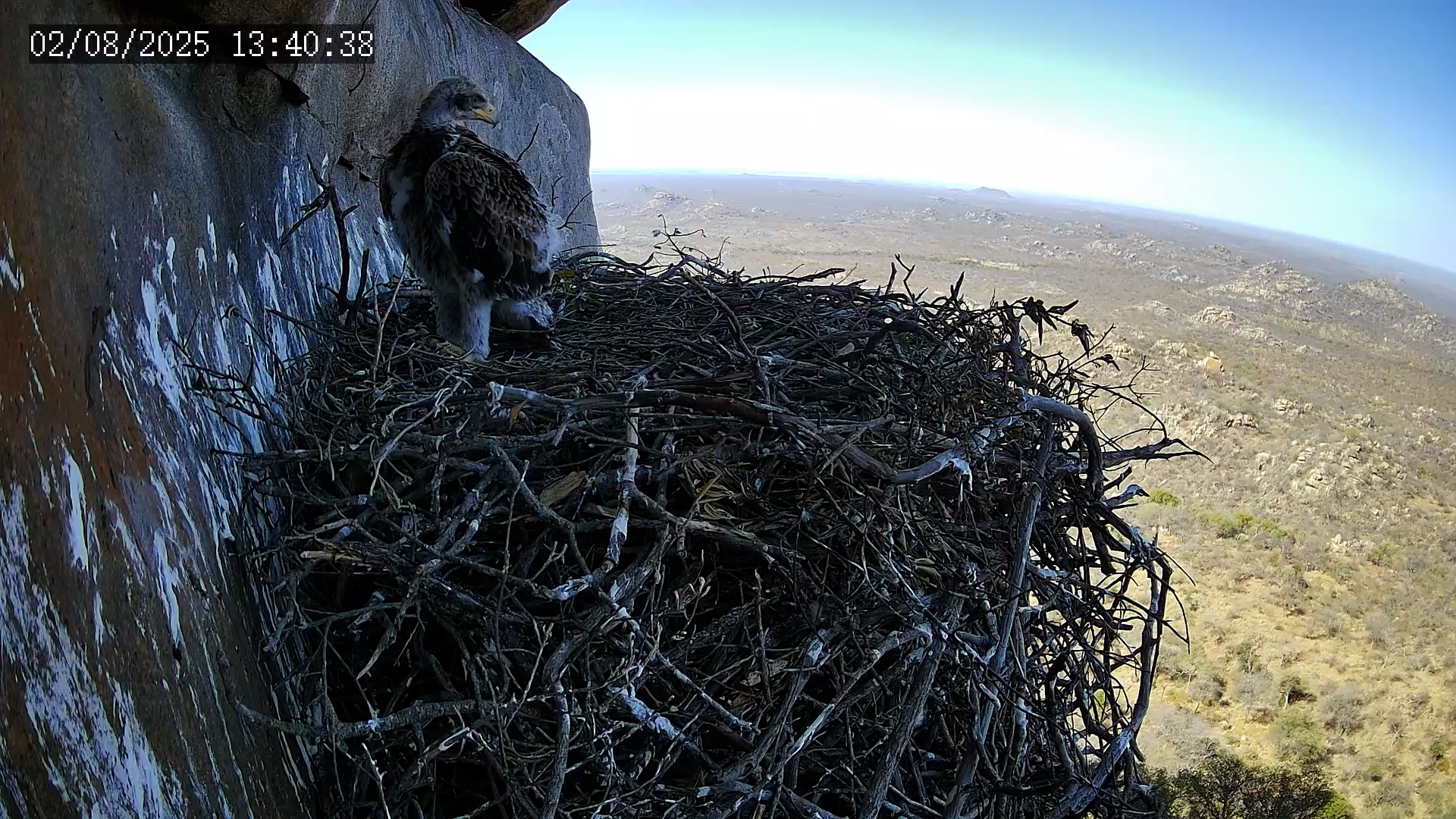 Black Eagle Chick Nearly Fully Grown!