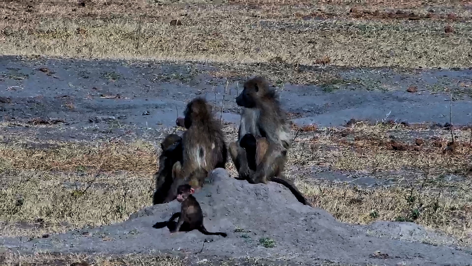 A Sweet Moment: Chacma Baboon Mother Nurses Her Baby at Hwange Safari Lodge