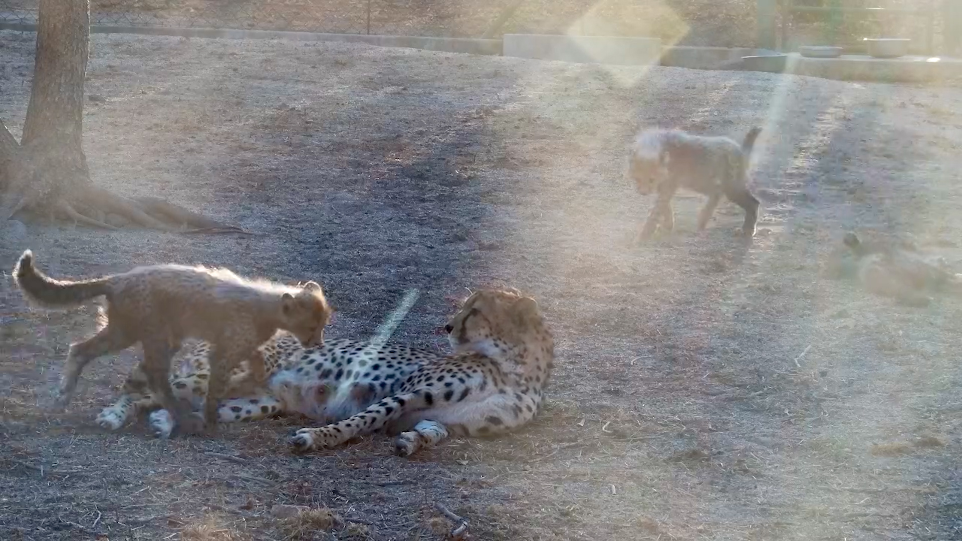 Tammy the Cheetah Plays with Her Cubs at HESC