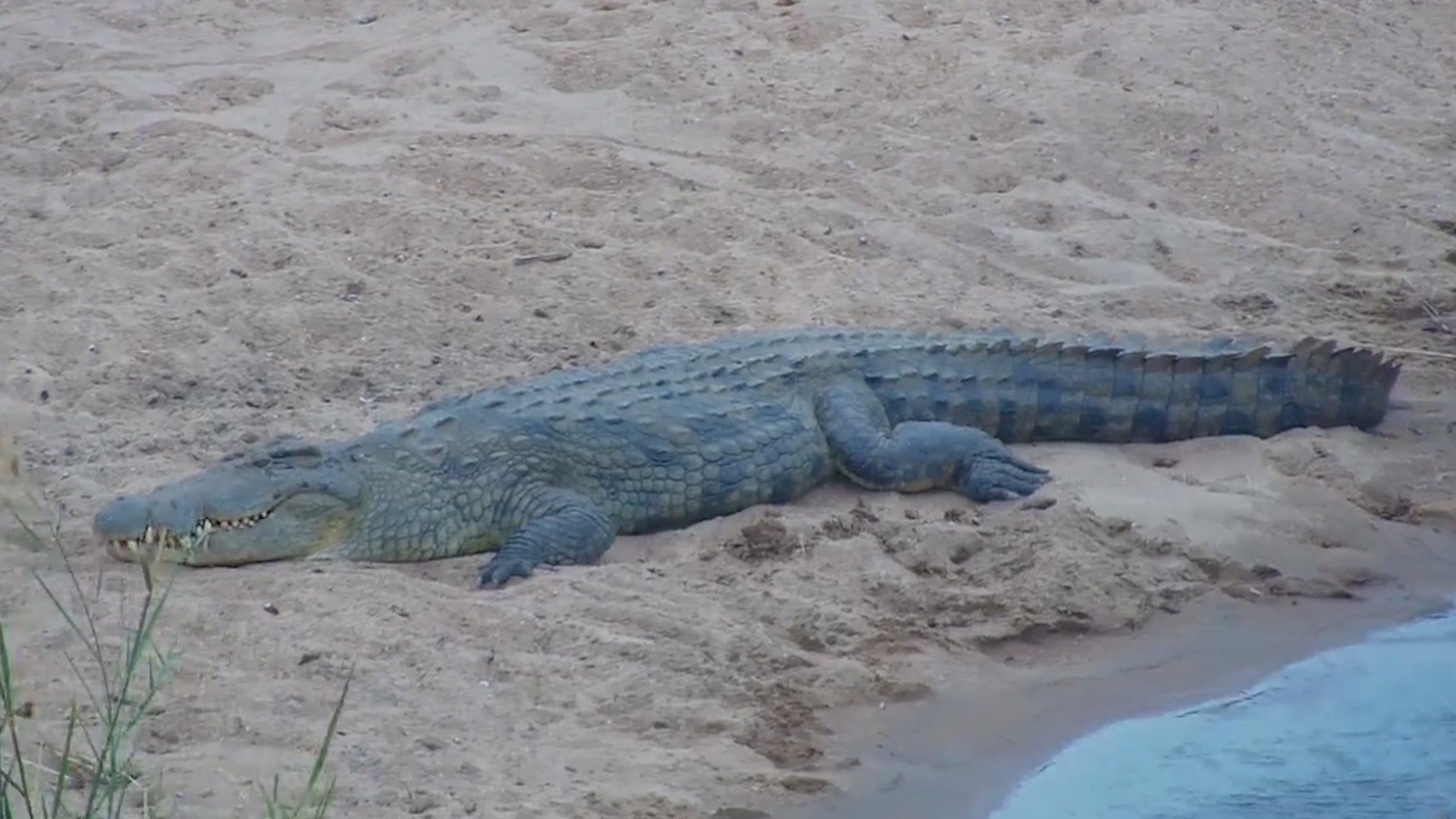 Big Crocodile Basks in the Last Light of Day at Kruger Shalati