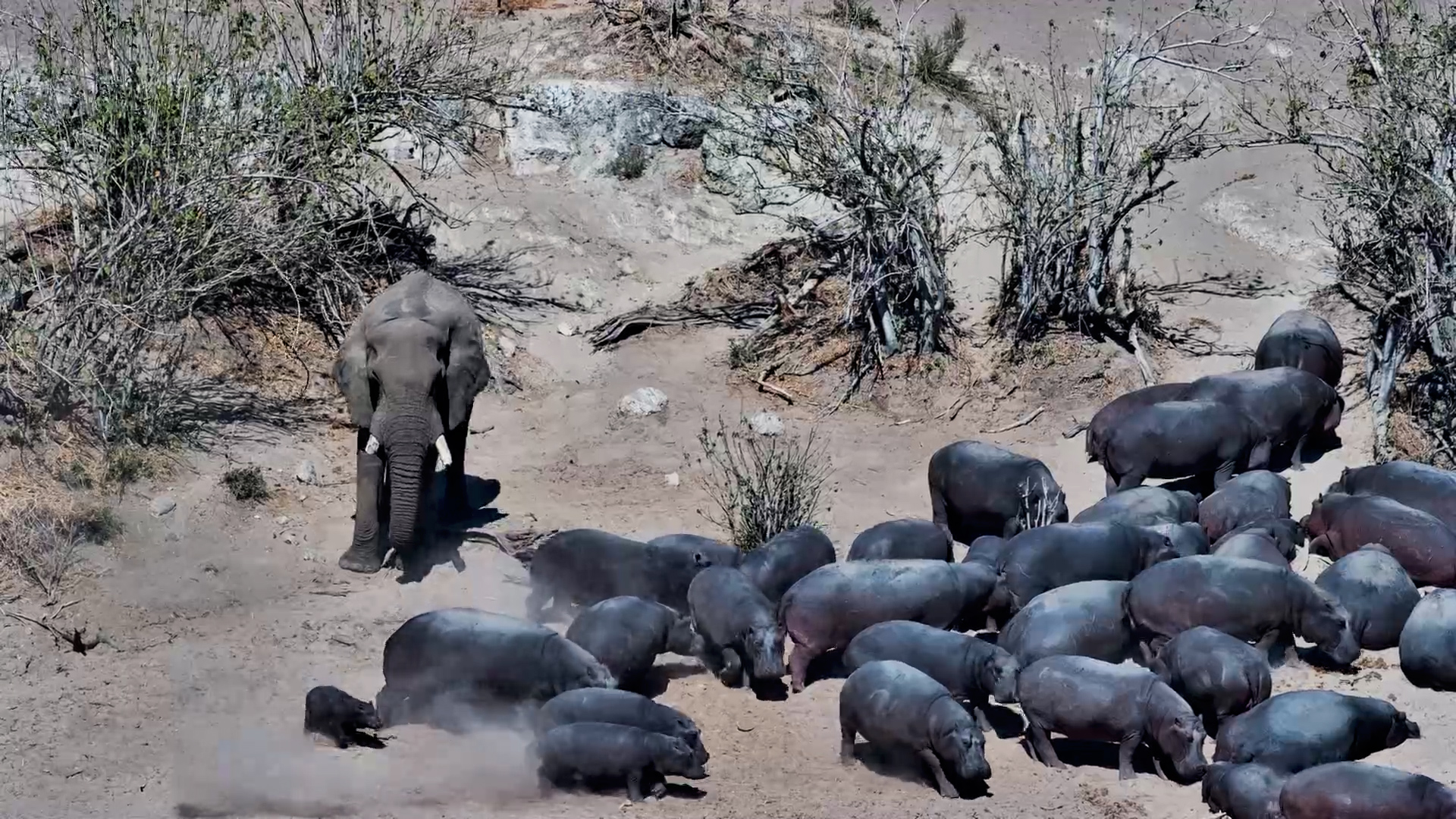 Elephants Face Off with a Hippo Roadblock at Camelthorn Waterhole