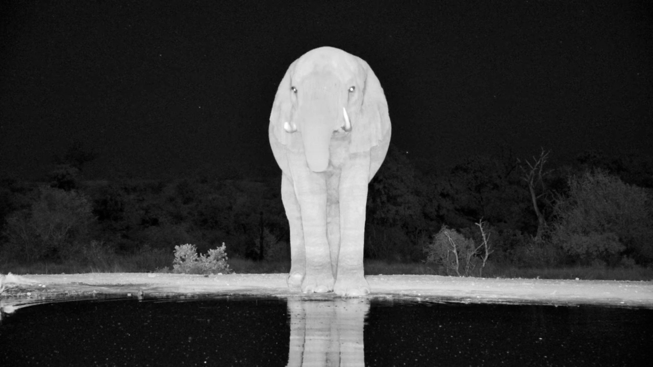Elephant Bull Swats at an Owl at Kings Camp