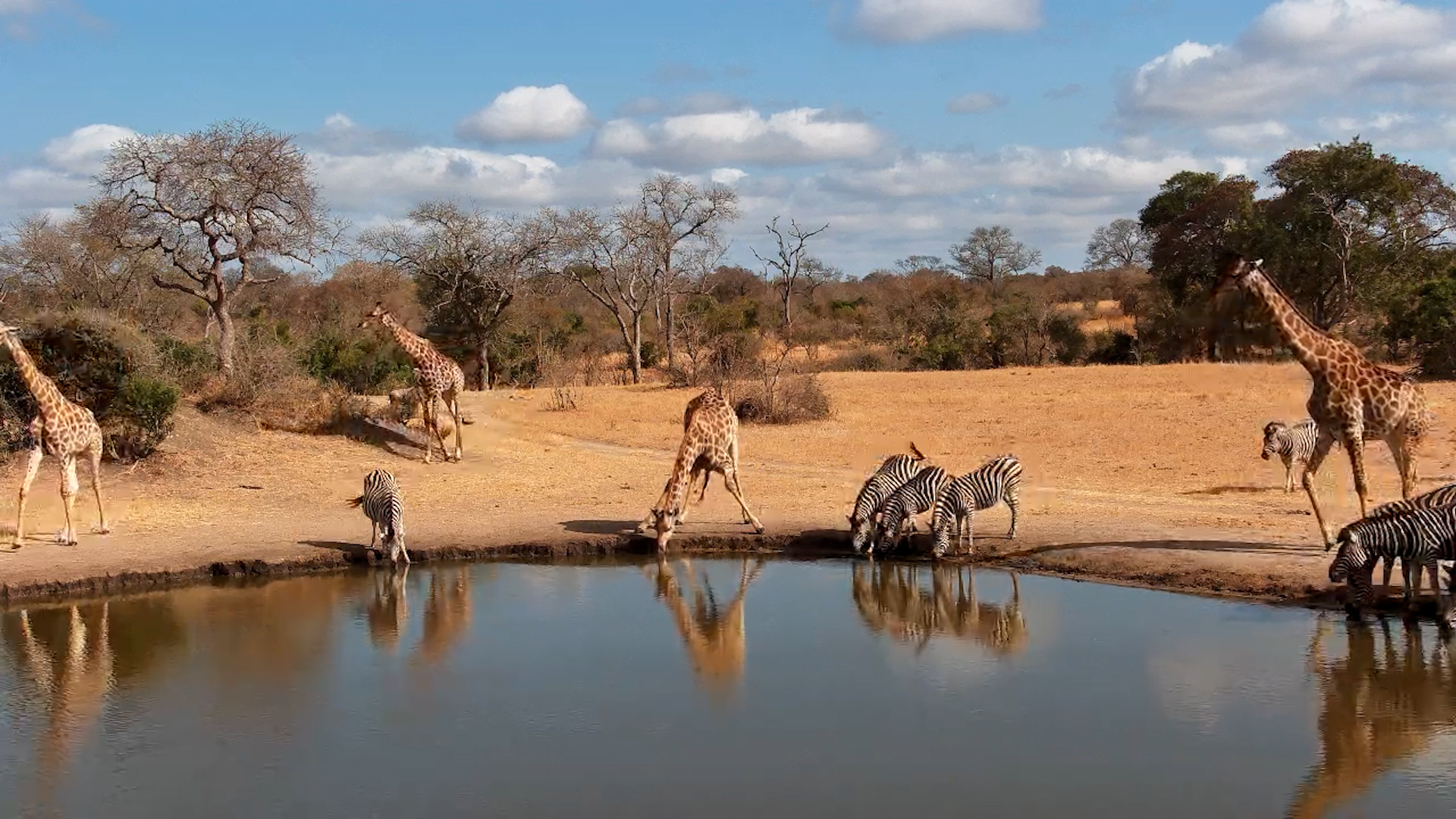 Giraffes and Zebras Share a Peaceful Drink at Nkoro Pan