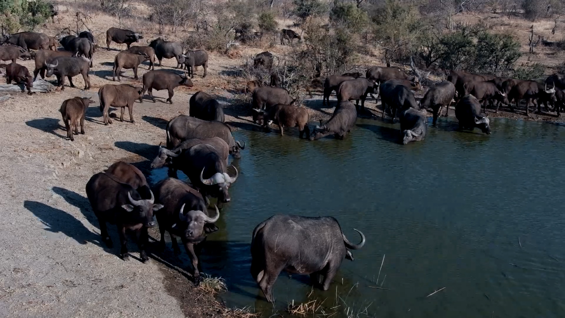 A Powerful Buffalo Herd Approaches Rosie’s Pan