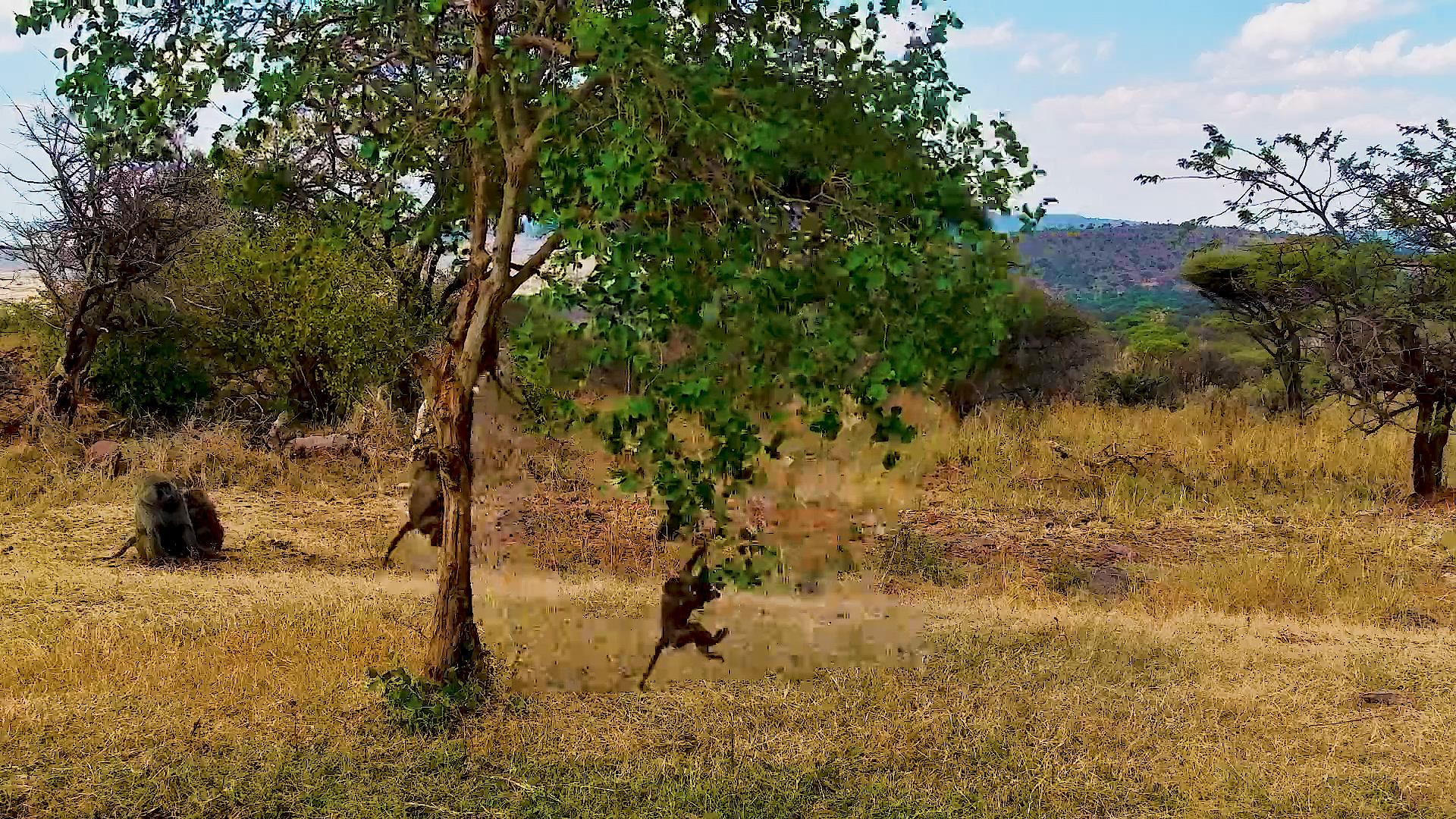 Olive Baboons Play High in the Trees at Serengeti Explorer