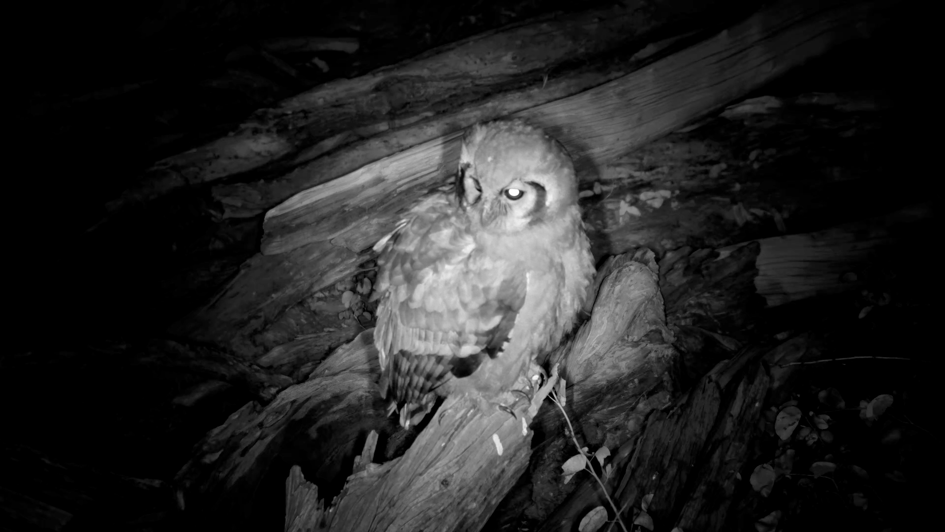 Verreaux’s Eagle-Owl Scans its Surroundings at Elephant Pan