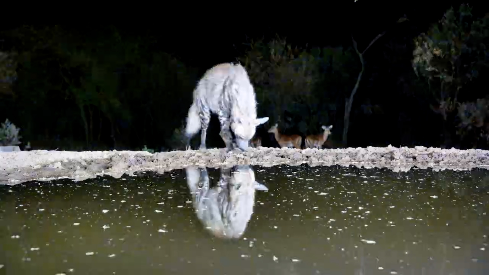 Bachelor Herd of Impalas on Alert as Striped Hyena Appears at Lentorre