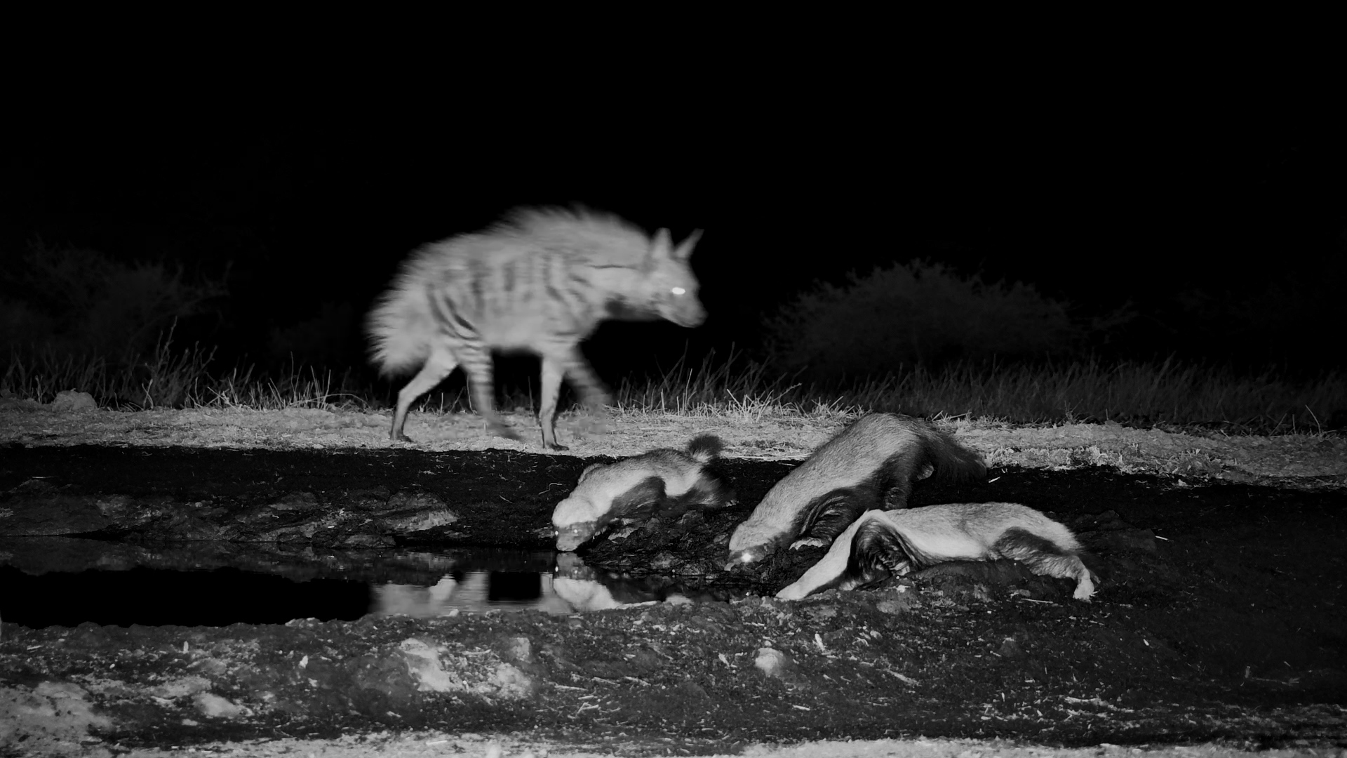 Three Honey Badgers and a Striped Hyena at ol Donyo!