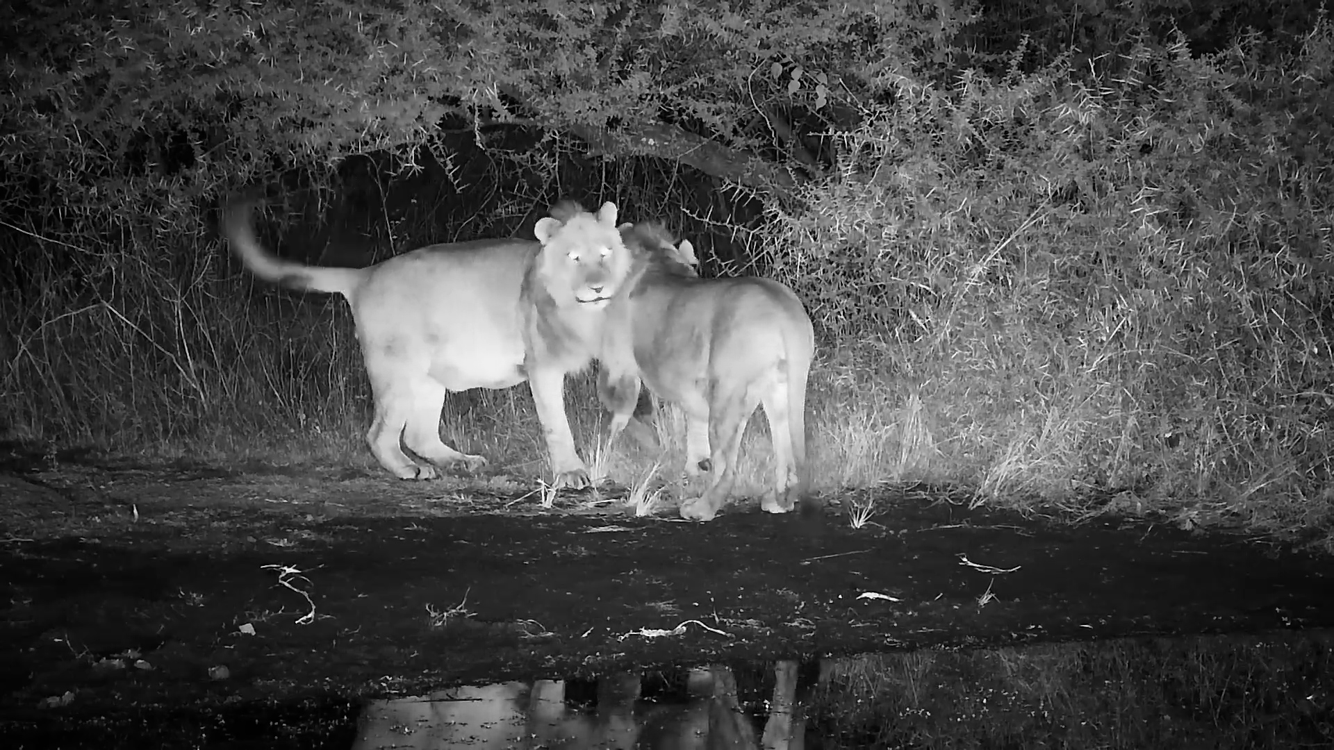 Two Male Lions Share a Drink at Kwa Maritane Waterhole