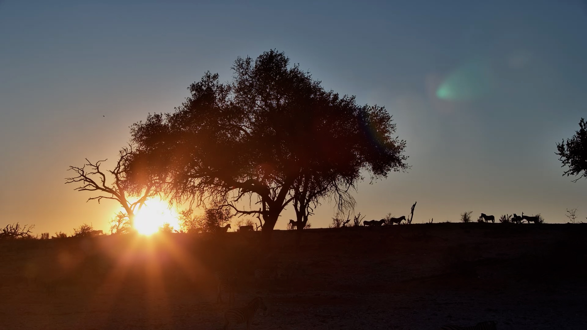 Silhouetted Zebras in a Glowing African Sunset at Meno a Kwena