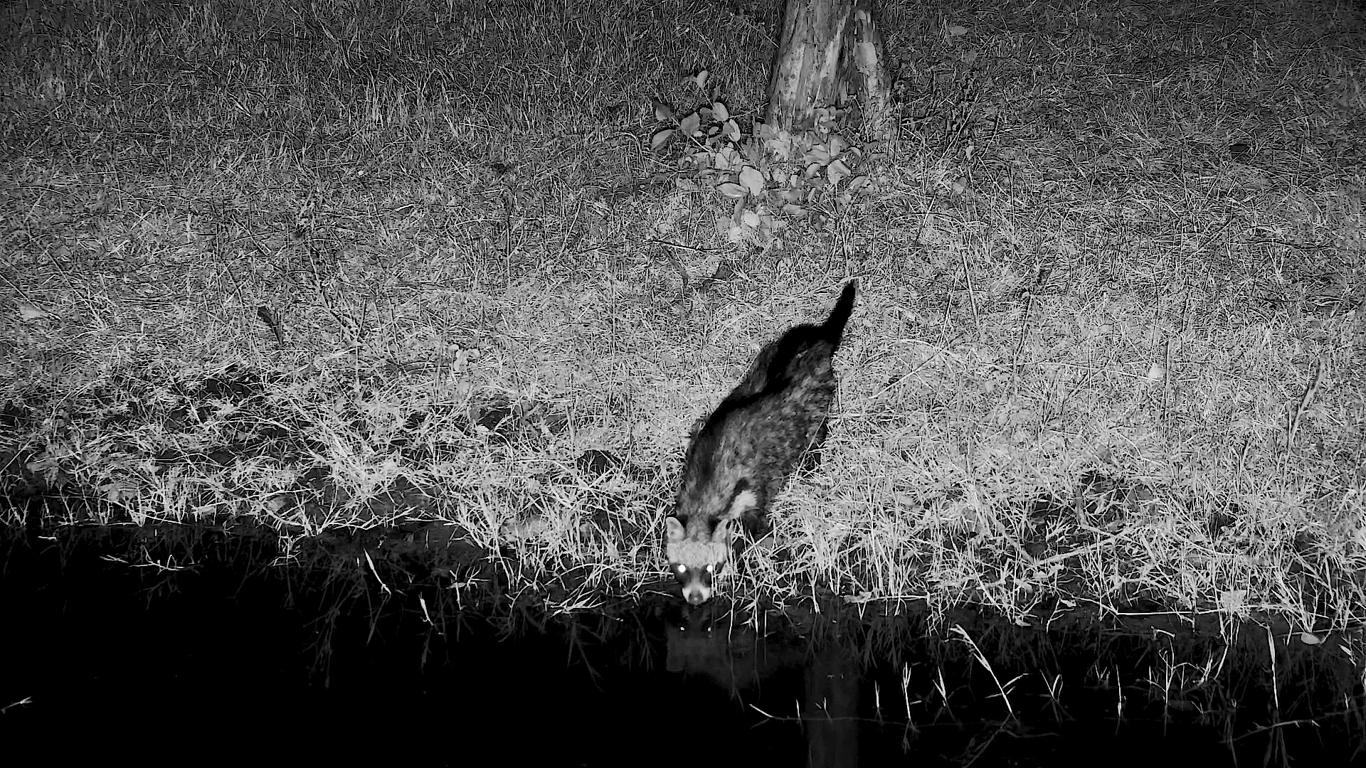 Civet Drinks at Serengeti Explorer