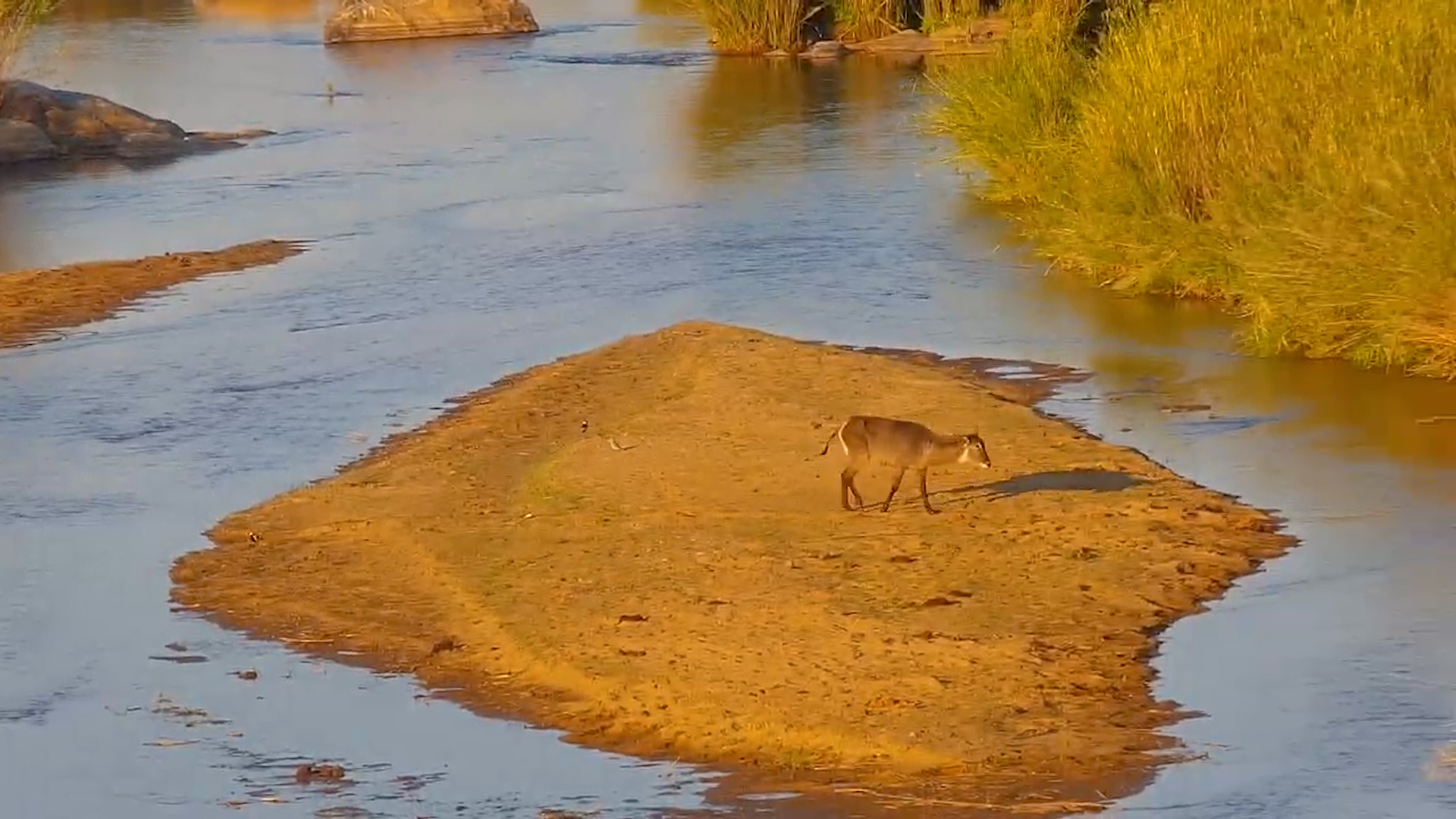 Lone Waterbuck Crosses the River at Kruger Shalati