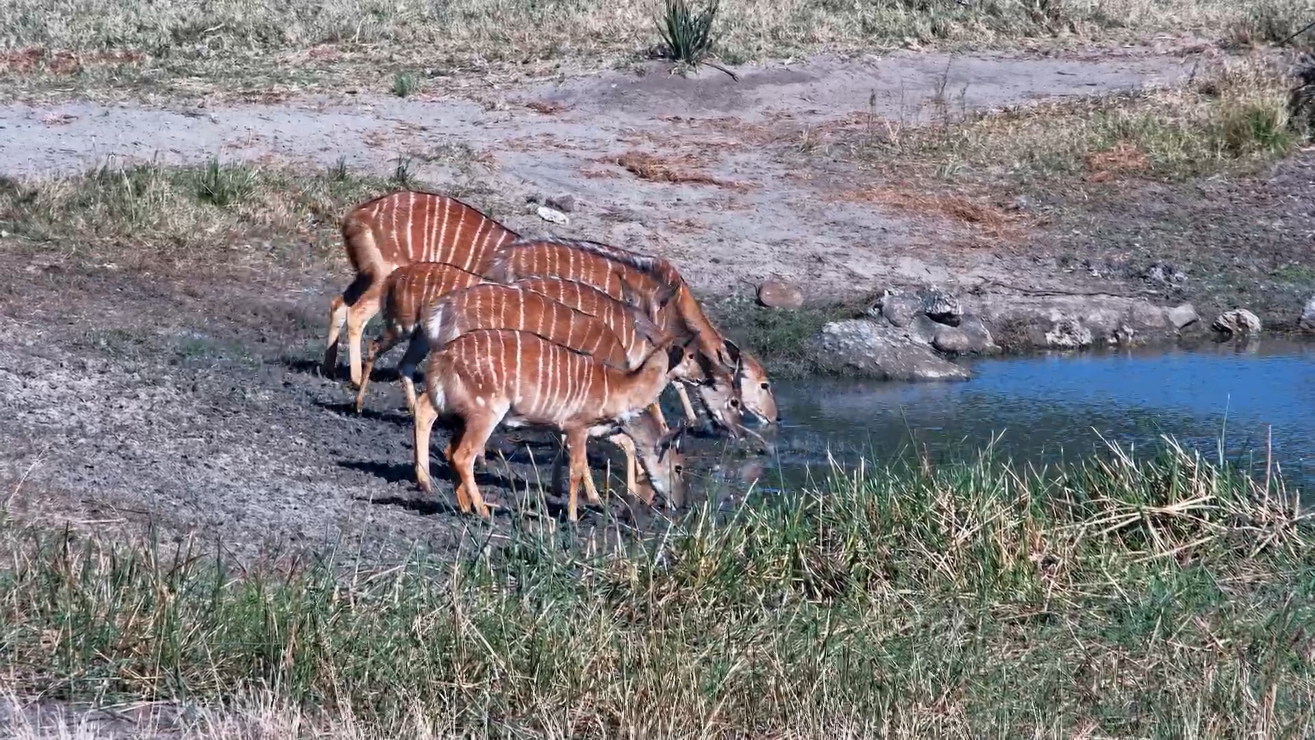 Nyala Family Drinks at Tembe