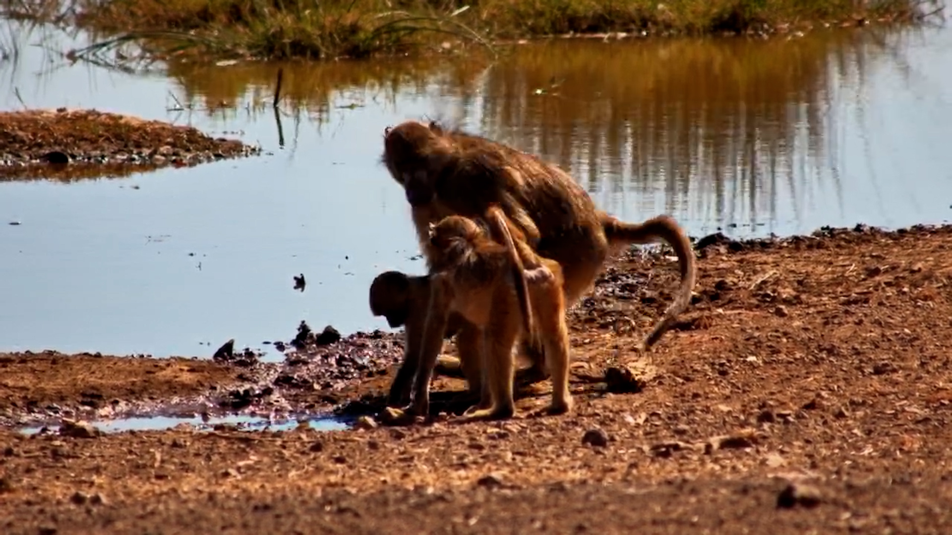 Baboons Drink Then Move to Shade at Victoria Falls Safari Lodge