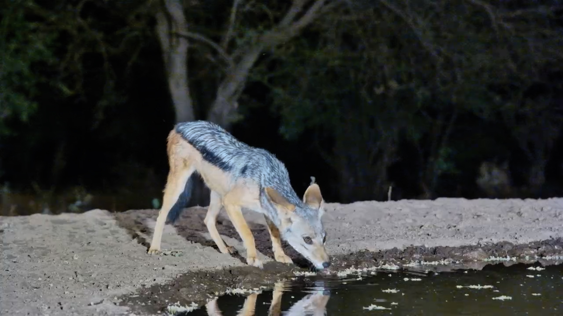 Black-Backed Jackal Drinks at Lentorre