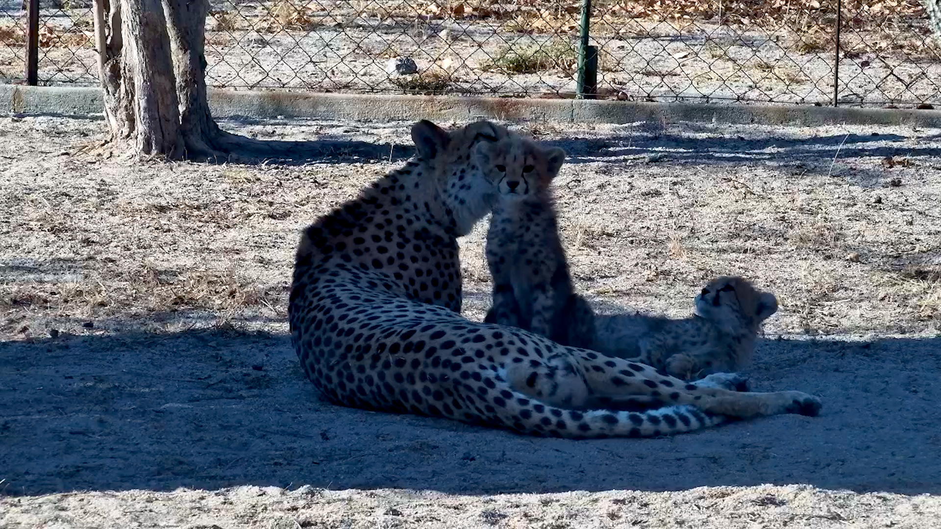 Cheetah Family Grooming Session at HESC