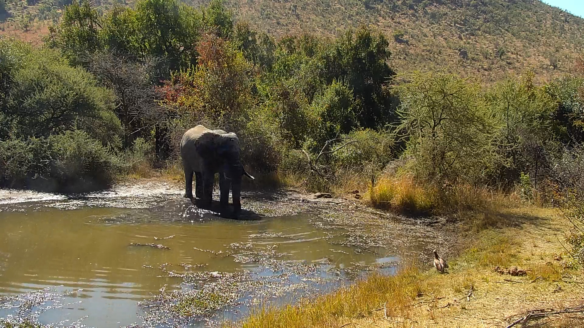 Lone Elephant Visit at Kwa Maritane