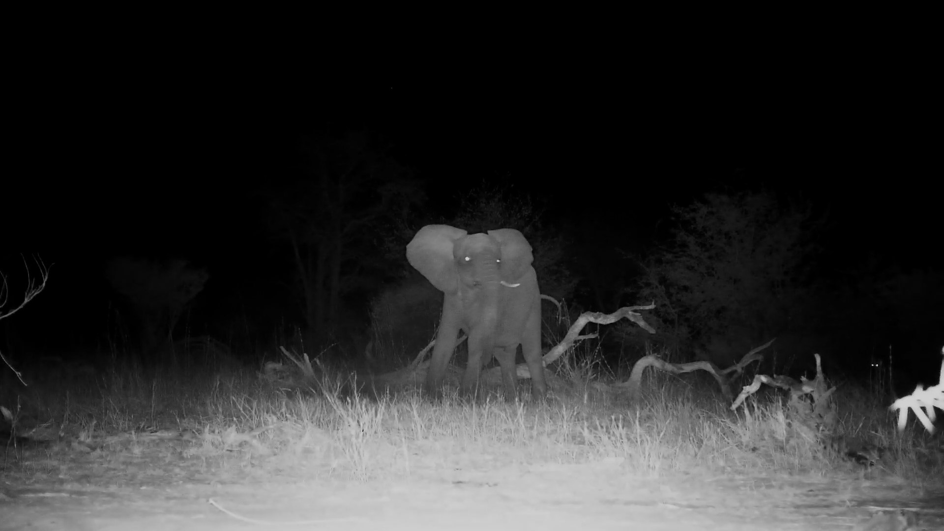 Hyenas and Elephant Standoff at Cat Eye Pan