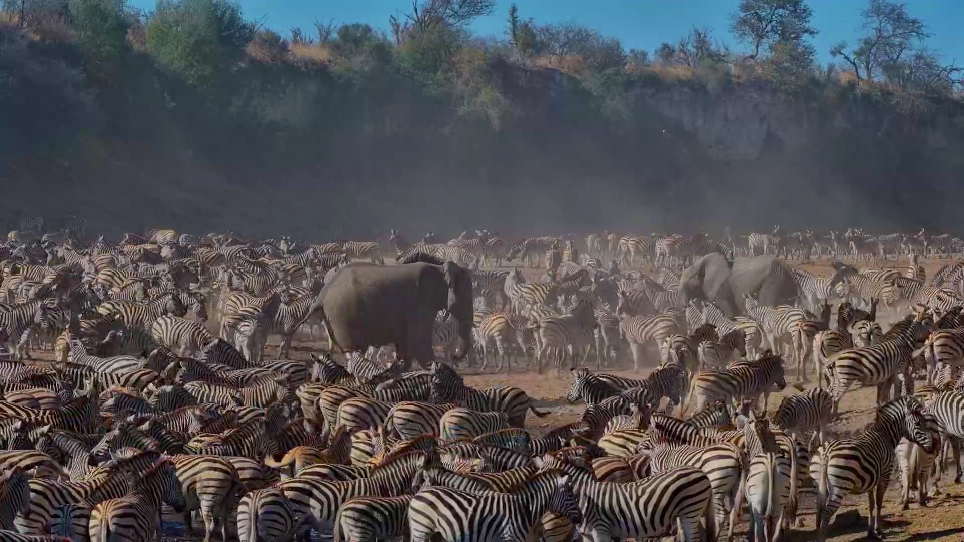 Elephants Chase Zebras from Water at Meno a Kwena