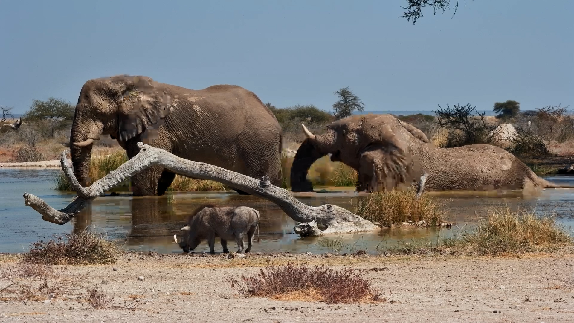 Bull Elephants Bathe at Onguma