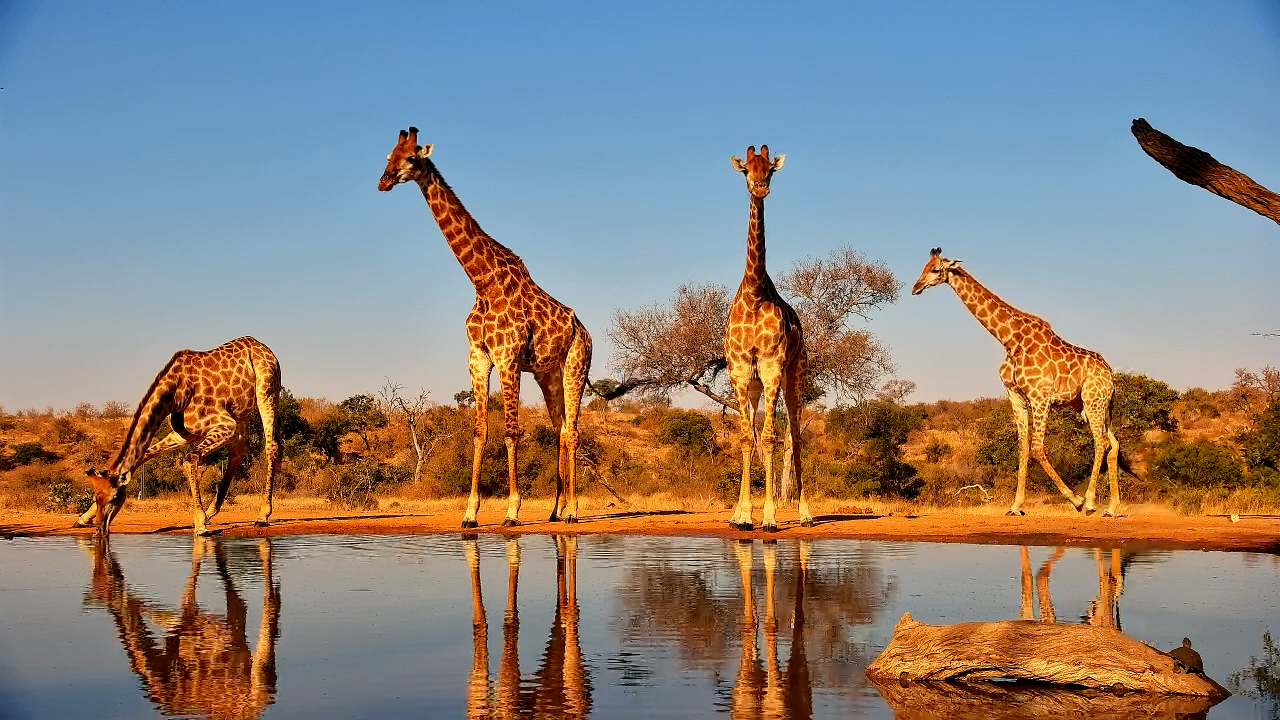 Giraffes Visit King’s Camp for a Drink