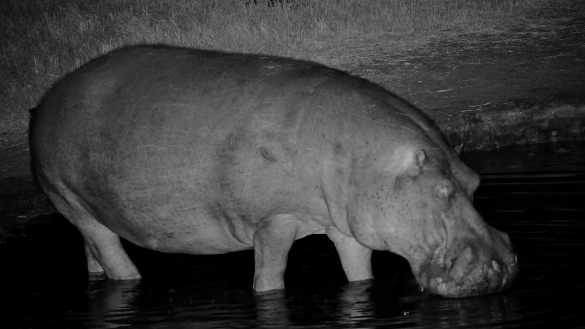 Hippo Wanders at Nkorho