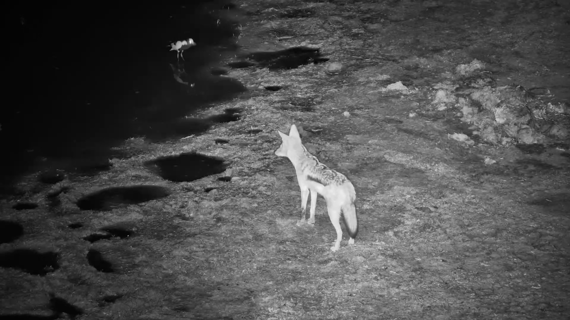 Black-backed Jackal Chased Off by Lapwing at Moela