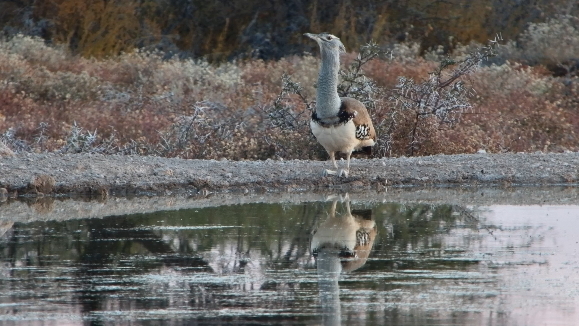 Kori Bustard Quenches Its Thirst at Onguma