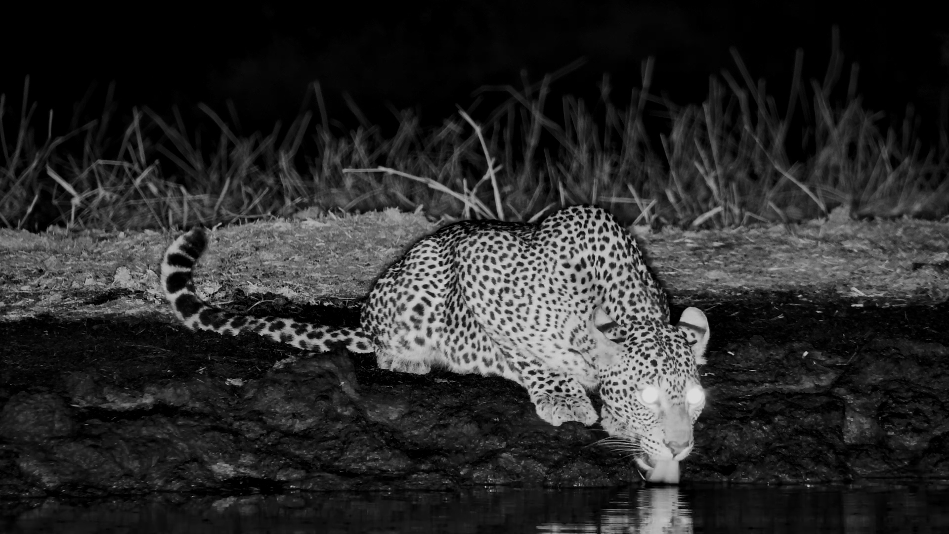 Thirsty Leopard at Ol Donyo