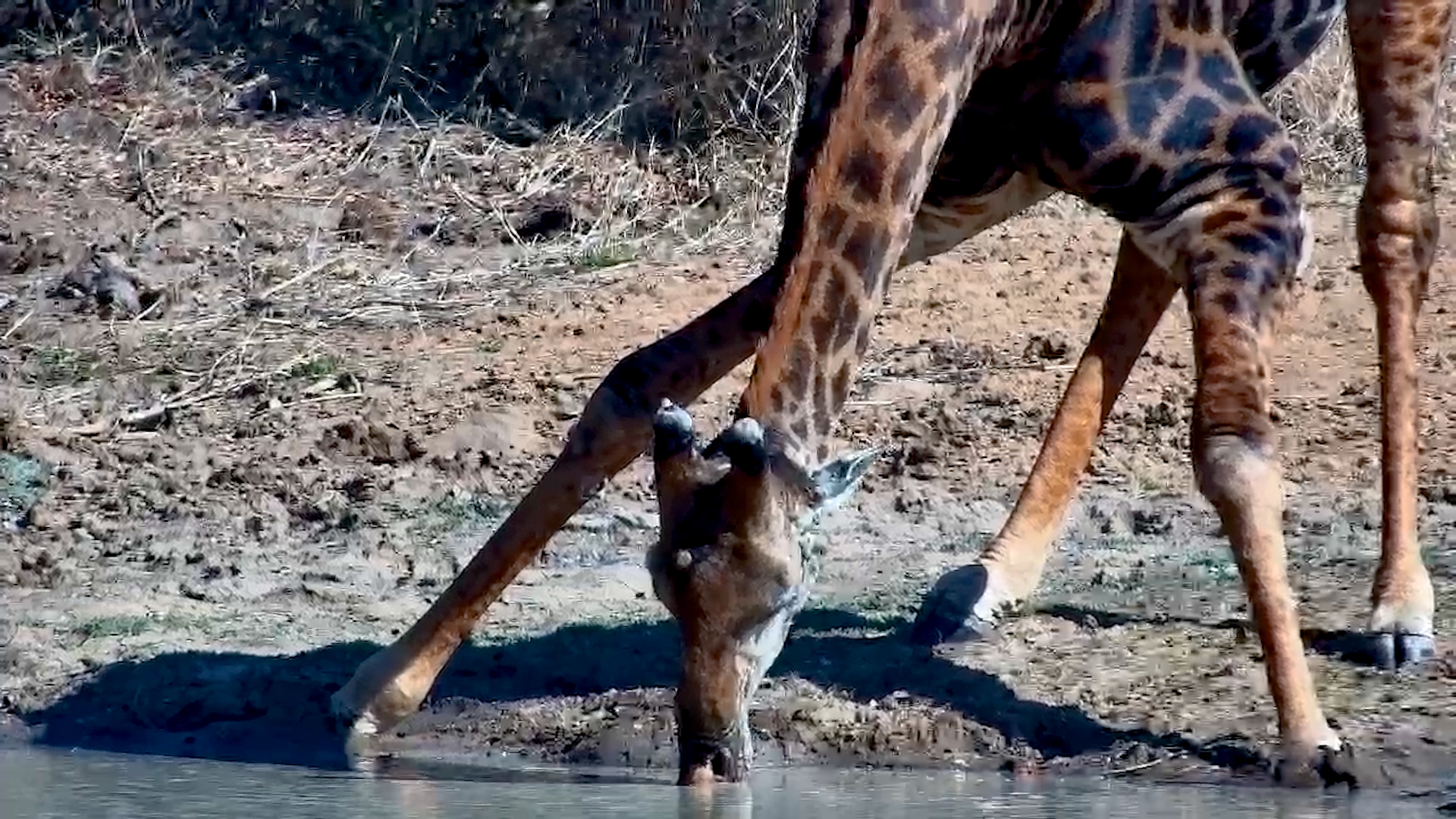 Dark Giraffe Drinks at Jabulani Safari Lodge