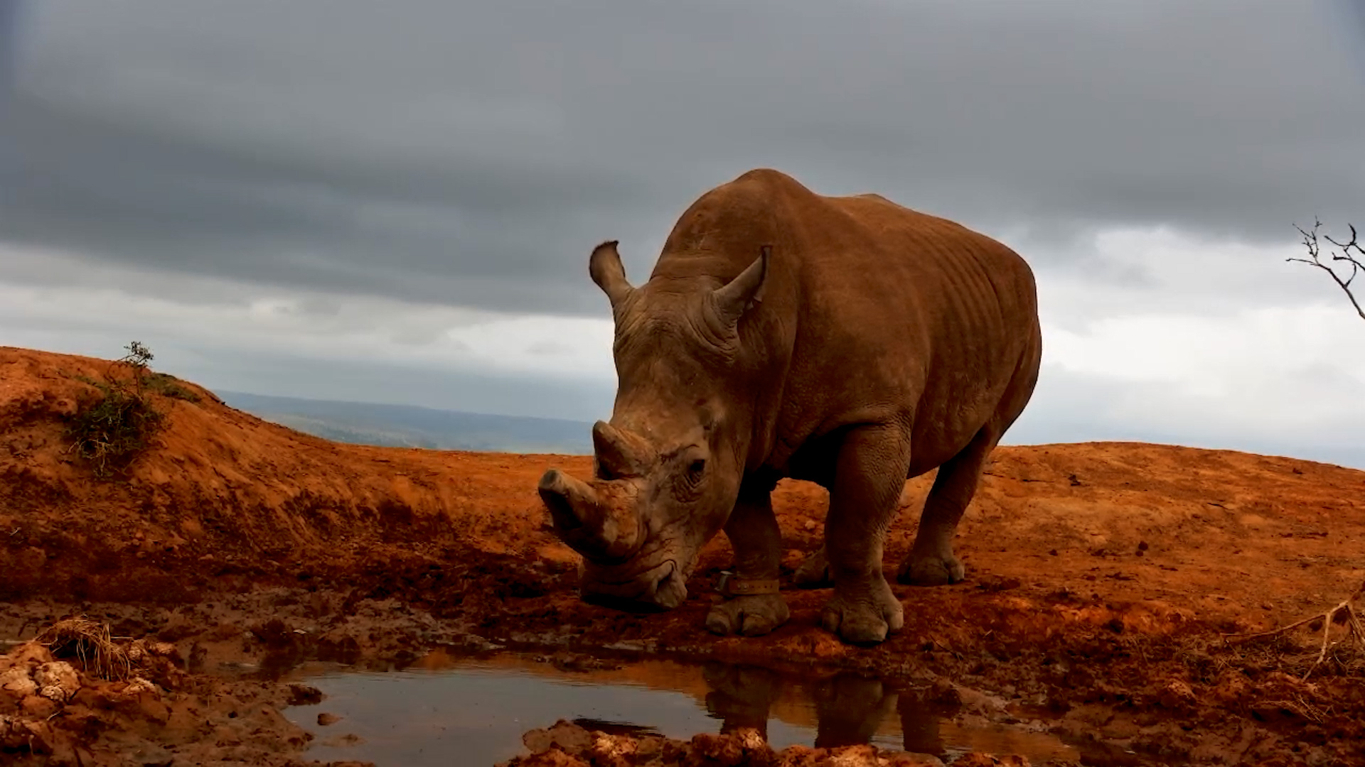 Rhino Comes to Drink at Founders Lodge