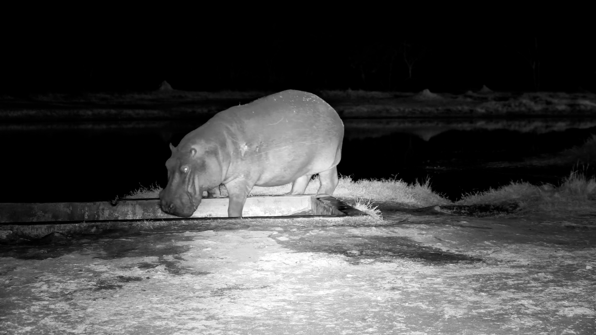 Moto Moto Investigates Fresh Water at The Hide
