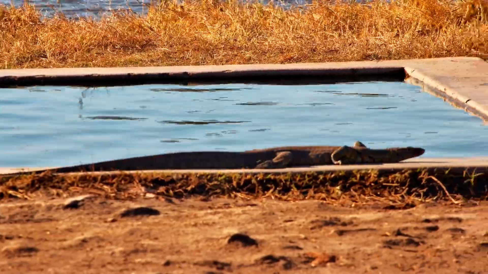 Monitor Lizard Visits The Hide