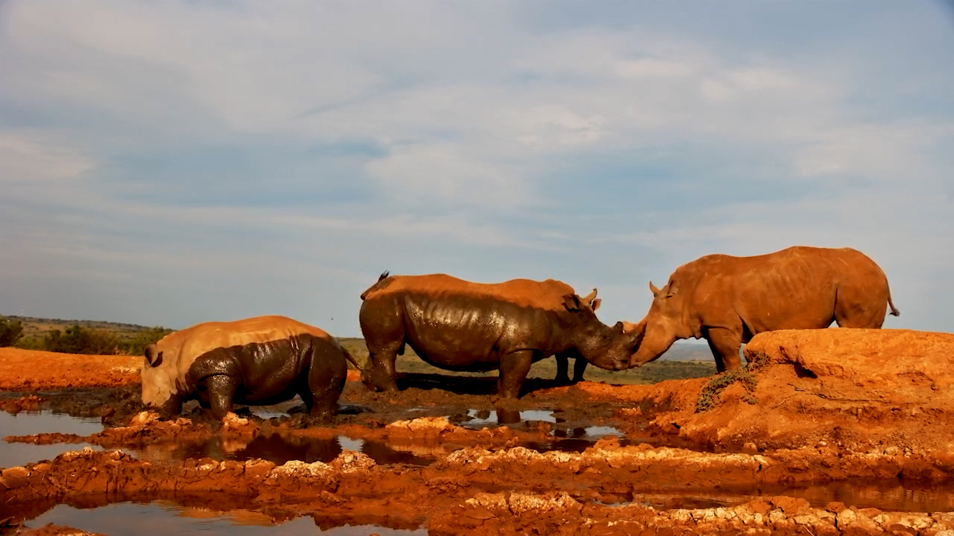 Rhino Calves at Play at Founders Lodge