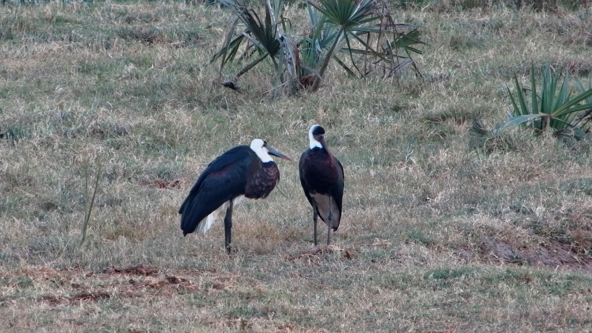 Two Woolly-Necked Storks Bond at Tembe