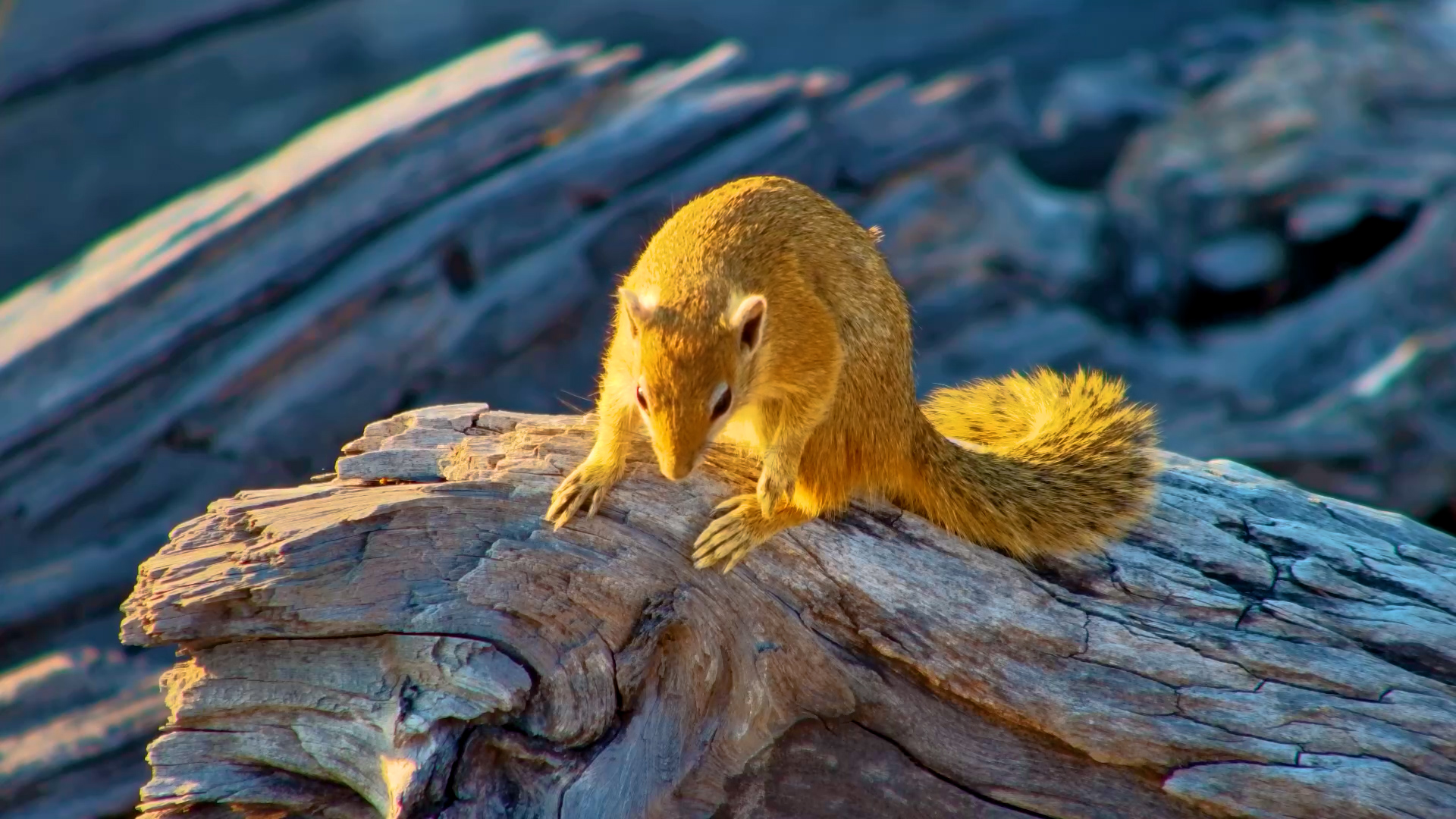 Squirrel Close-Up at Elephant Pan
