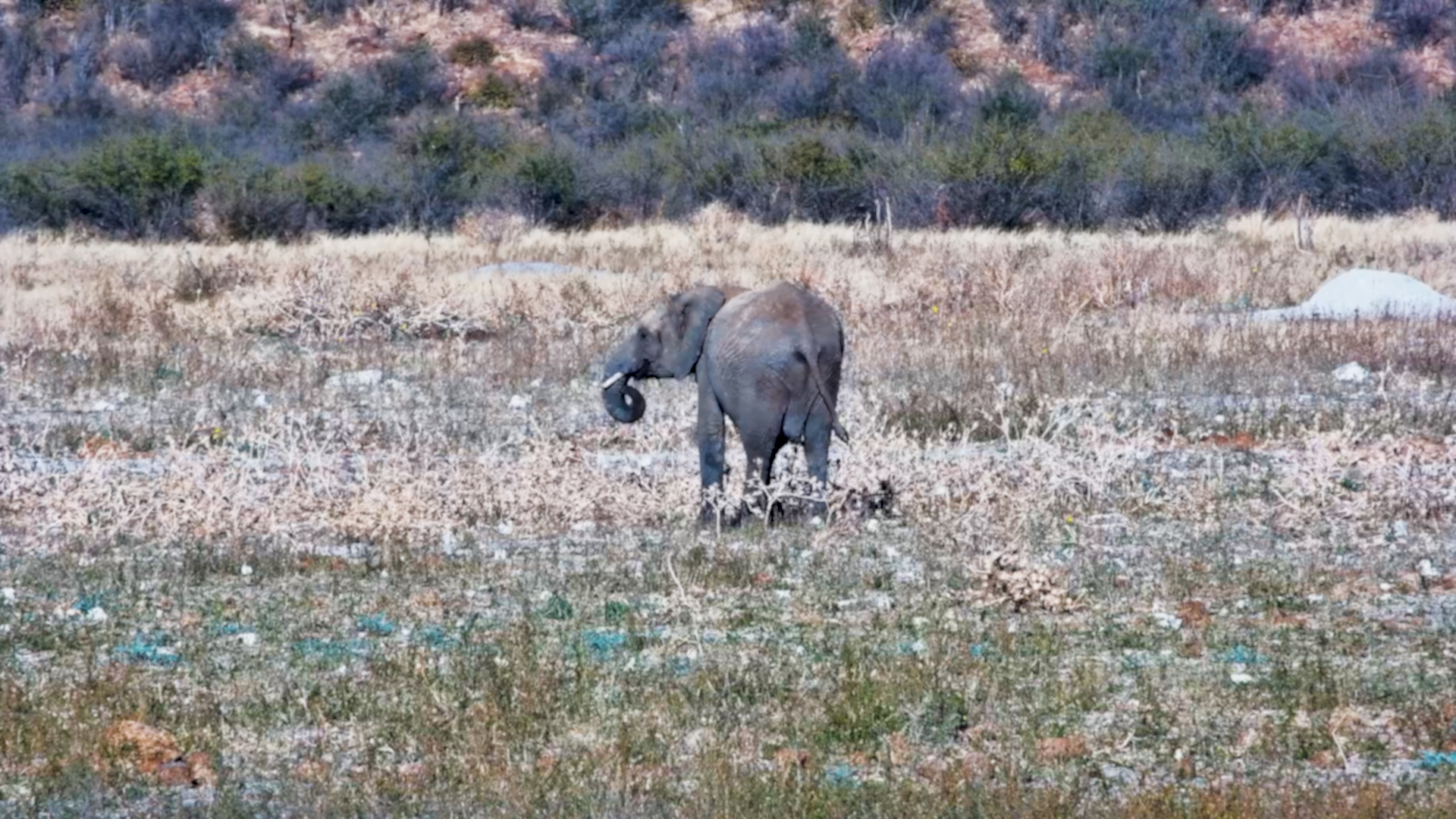 Elephant Realises He's Been Left Behind!