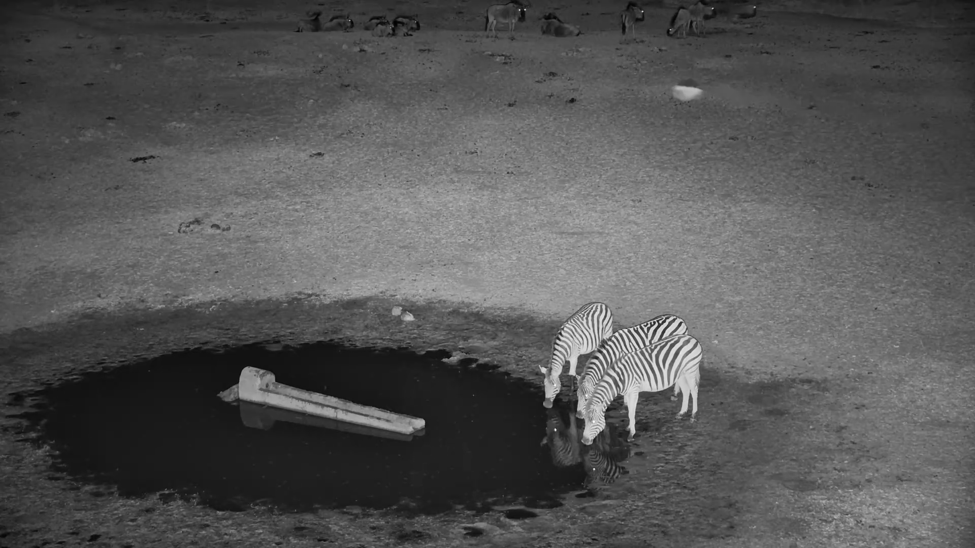 Wildebeest Rest as Zebras Drink at Moela