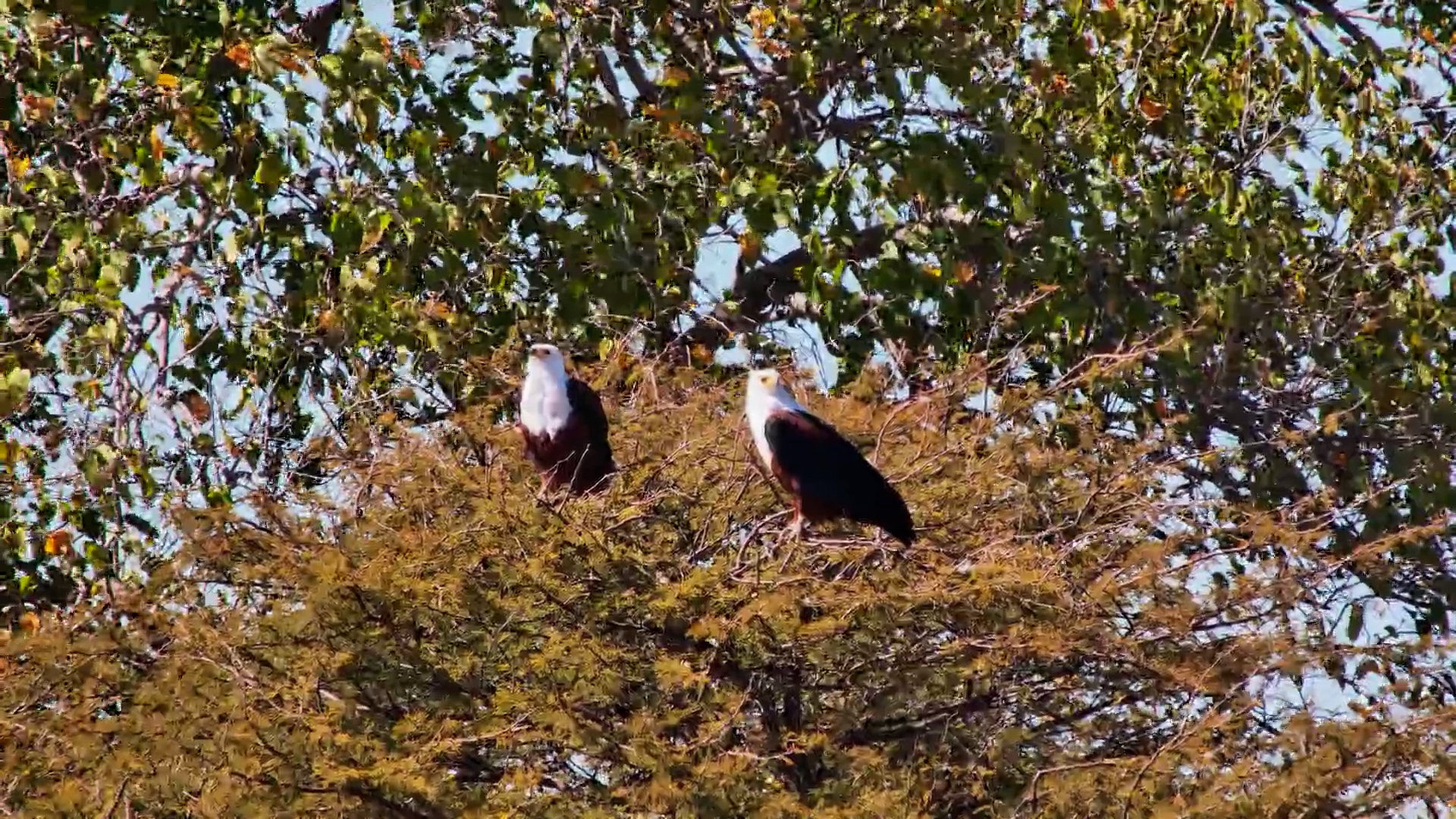 African Fish Eagles Rest Together at Camelthorn Waterhole