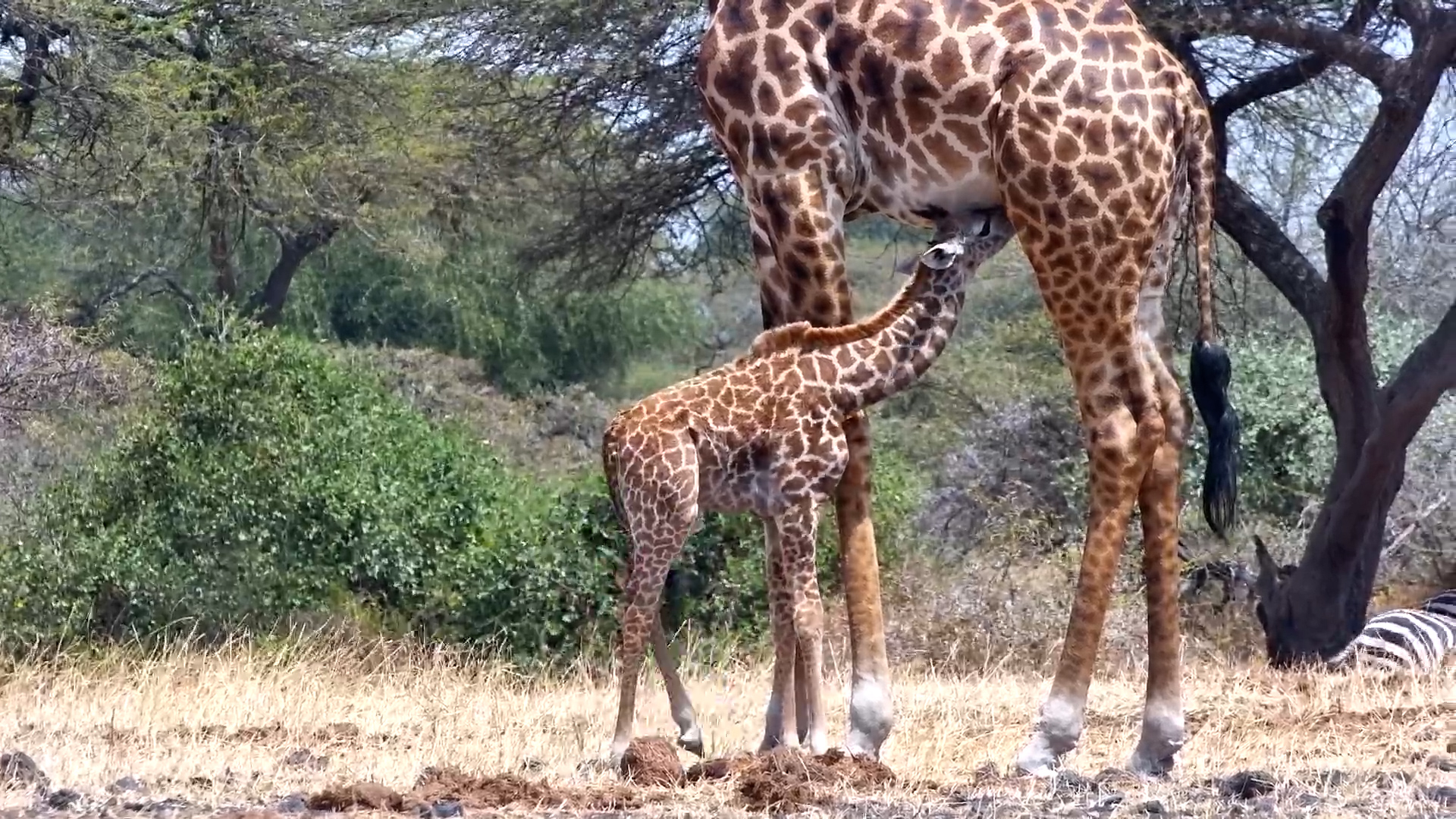 Giraffe Calf Visits Ol Donyo